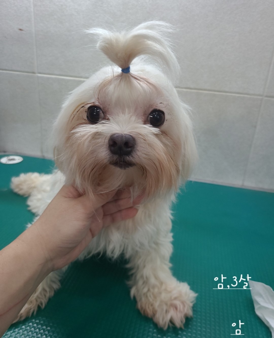 옥천동물병원_443443202300760