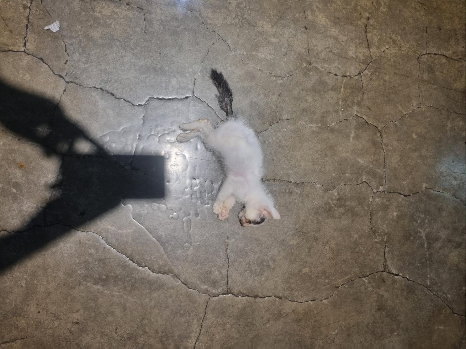 예스동물병원_427346202301418