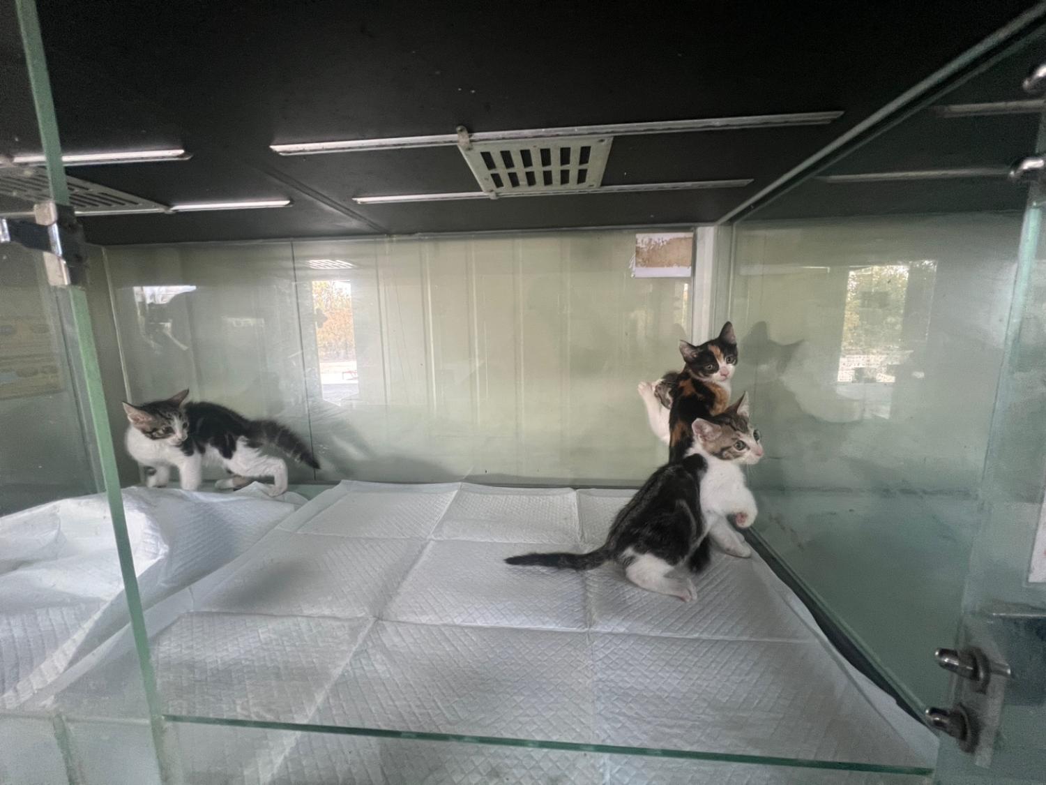 종료(입양) 한국 …