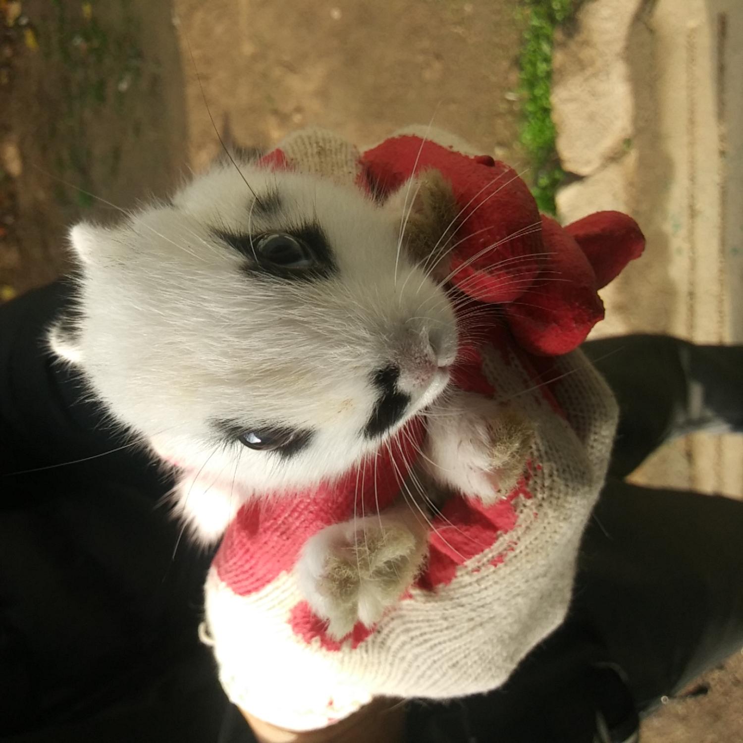 인천광역시수의사회_428352202300476