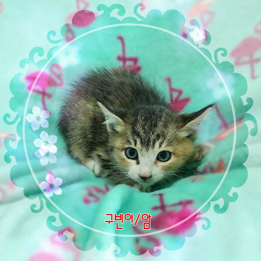 군산유기동물보호센터_445467202302318