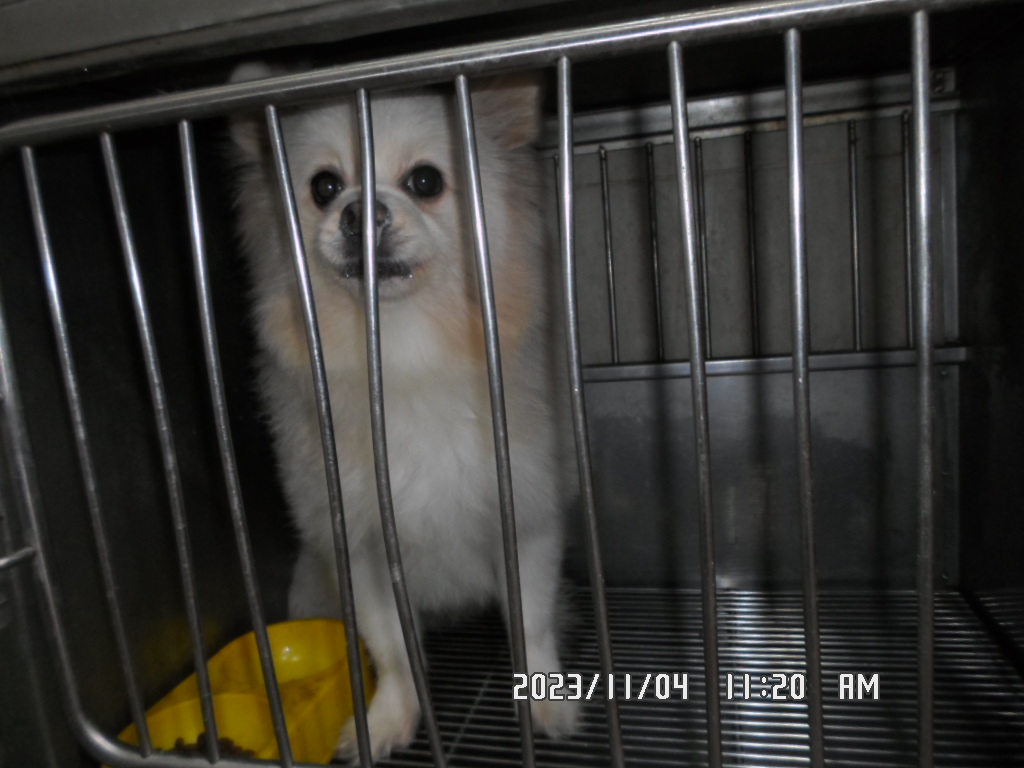 디아크동물종합병원_411319202300629