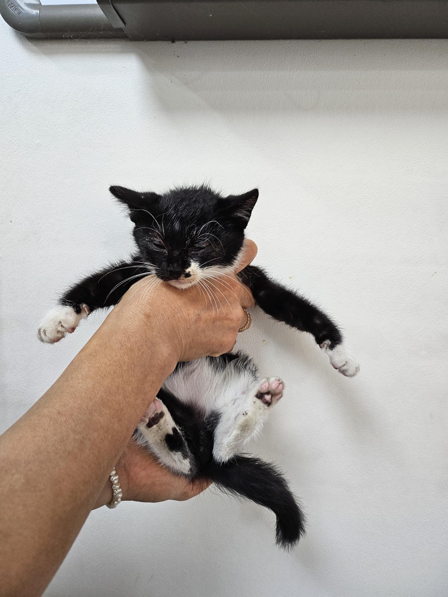 보호중 한국 고양이…