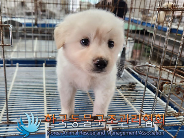 한국동물구조관리협회_411311202300876