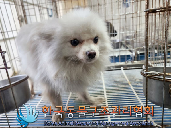 보호중 포메라니안의…