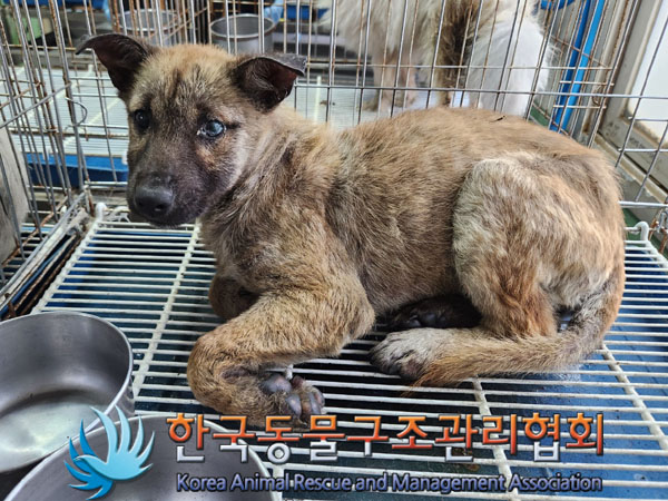 한국동물구조관리협회_441406202301772