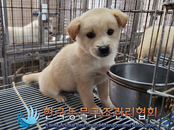 종료(안락사) 믹스…