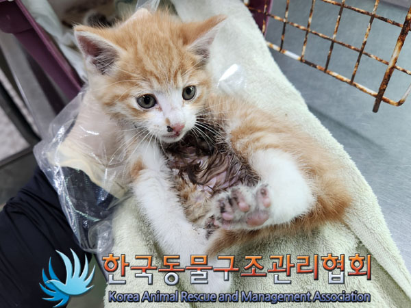 한국동물구조관리협회_411315202300715