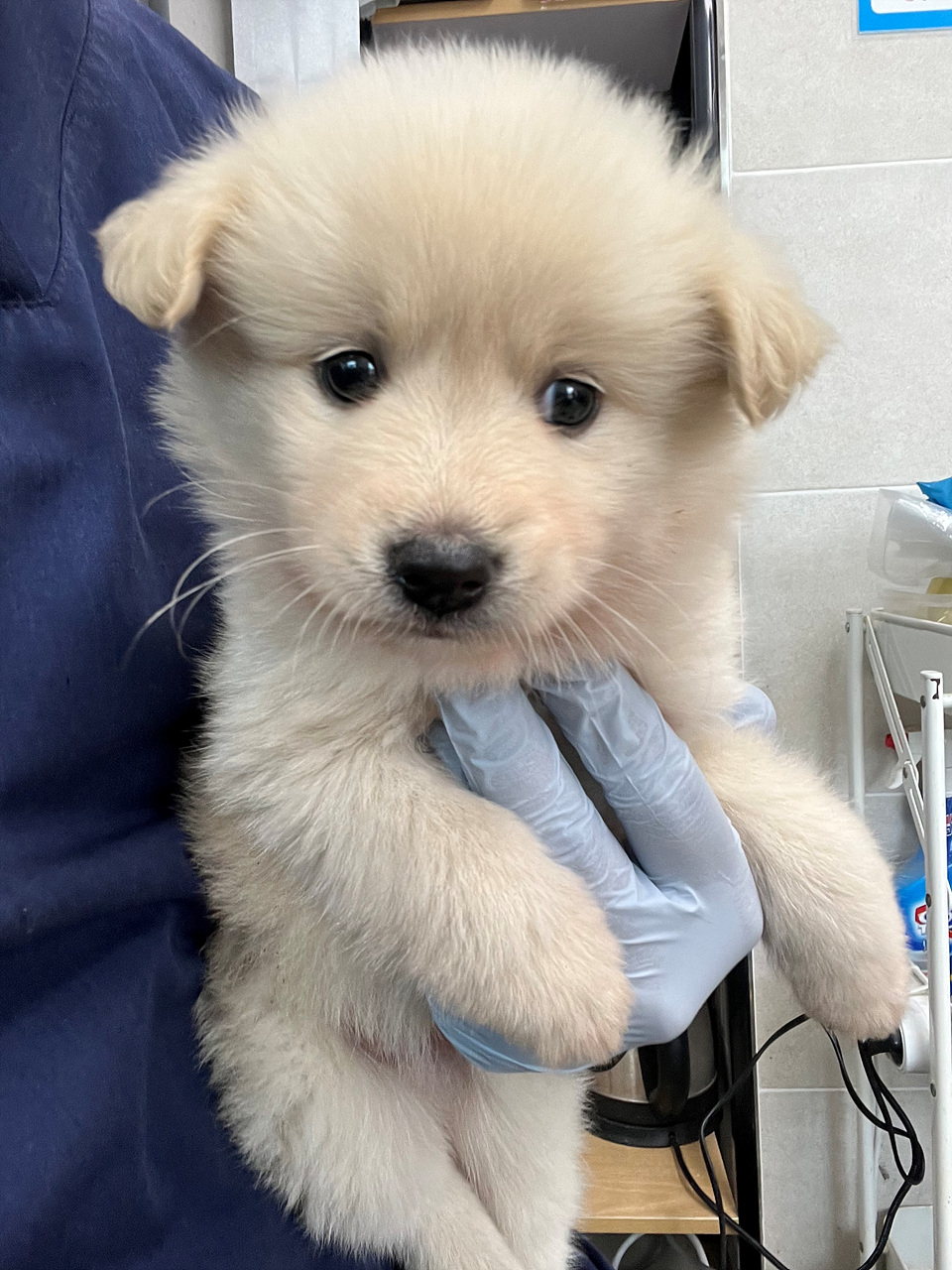 시흥동물누리보호센터_441401202301738