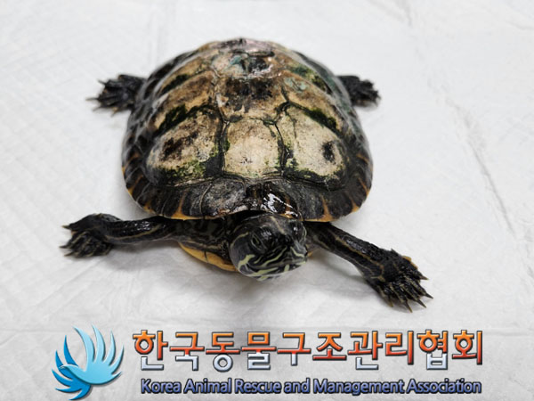보호중 거북이의 가…