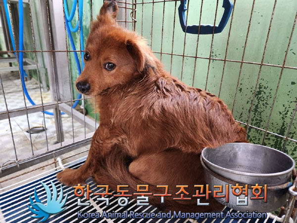 종료(안락사) 믹스…
