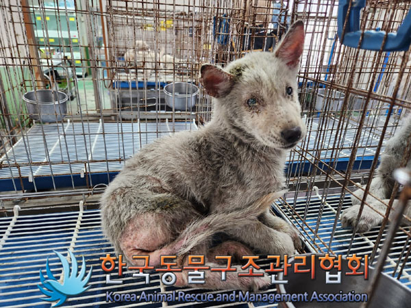 종료(안락사) 믹스…