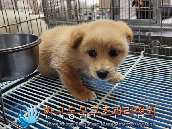 종료(입양) 믹스견…