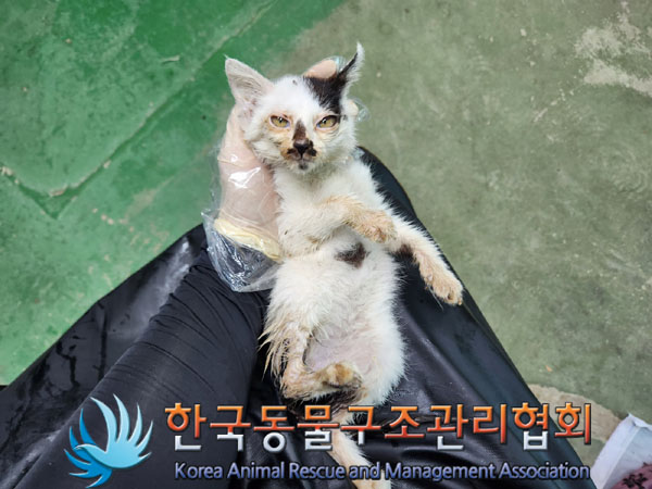 한국동물구조관리협회_441559202301117