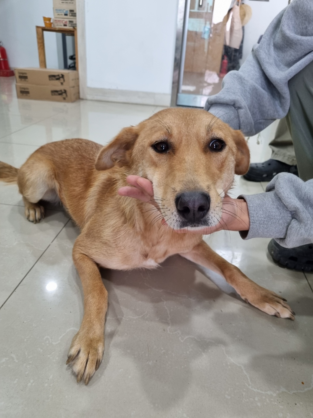 반려동물보호센터_443571202303129