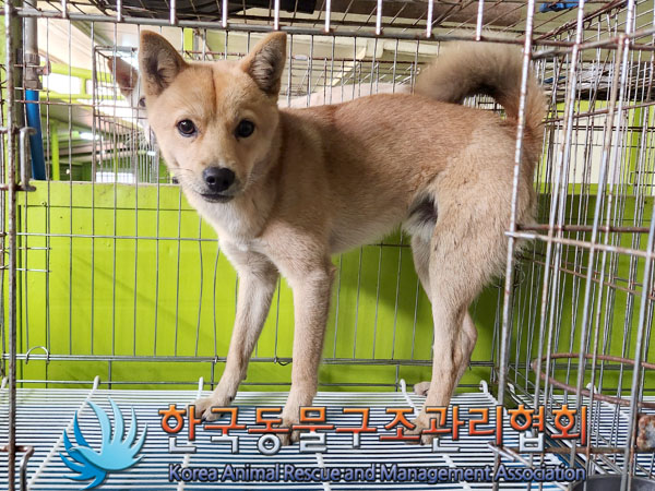 종료(안락사) 믹스…