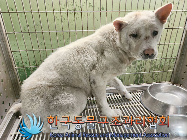 한국동물구조관리협회_441406202301771