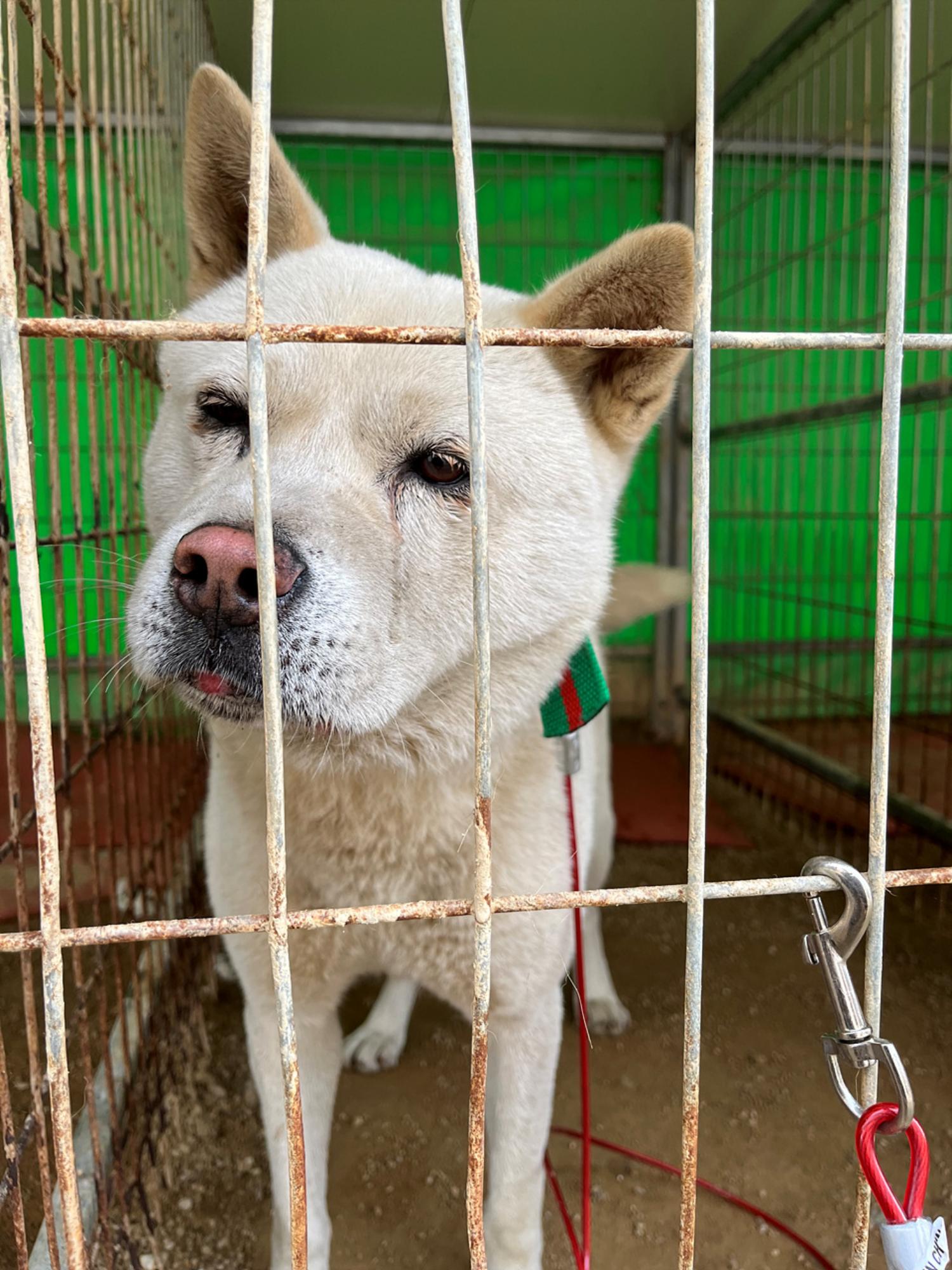 시흥동물누리보호센터_441401202301739