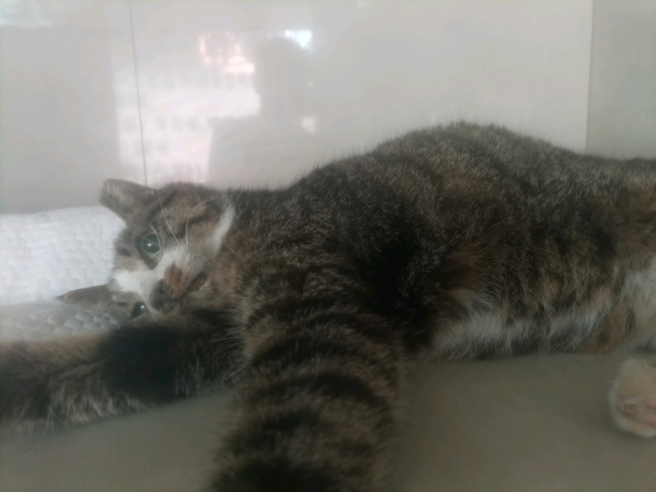 가나동물병원_441386202301558