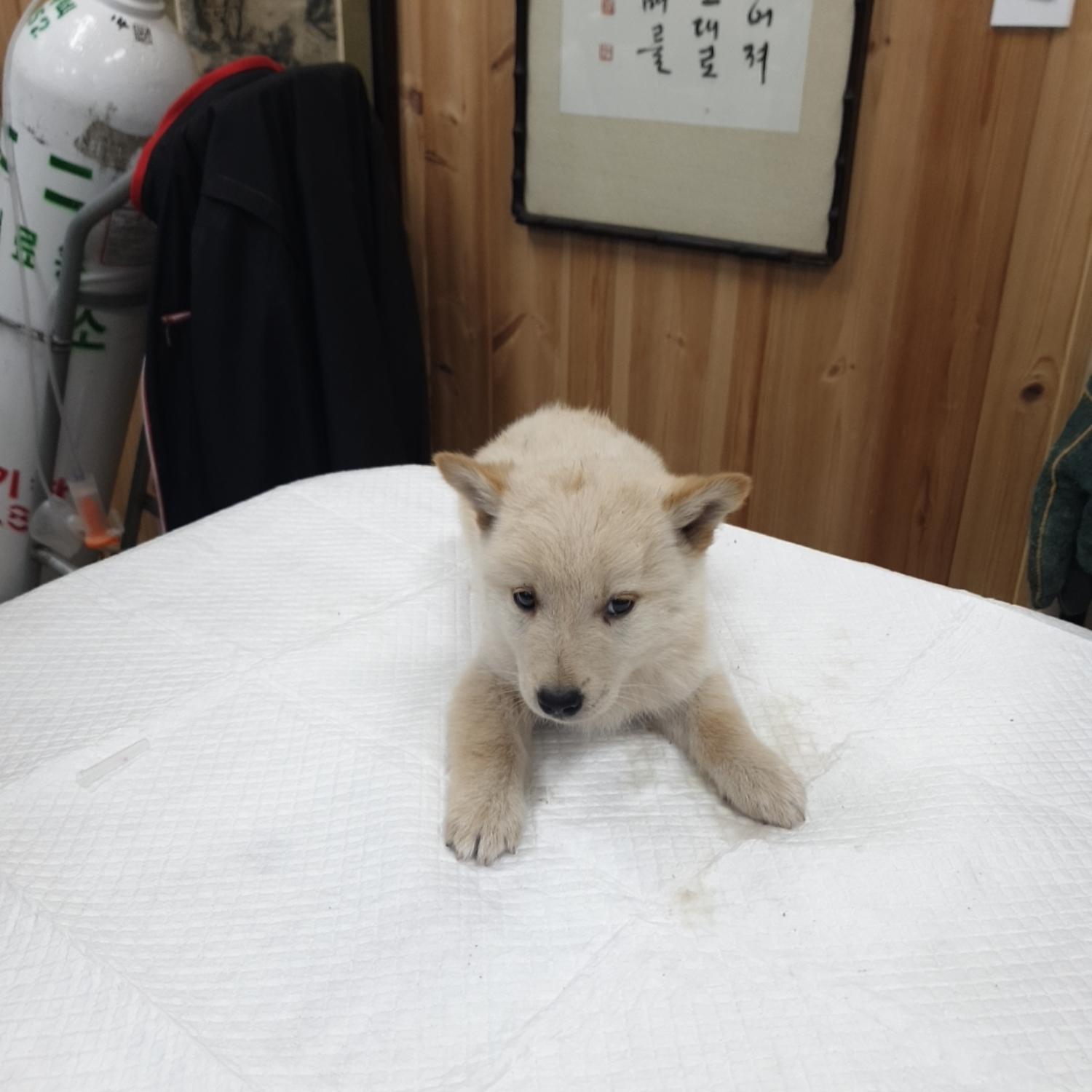 나주유기동물보호센터_446483202301666