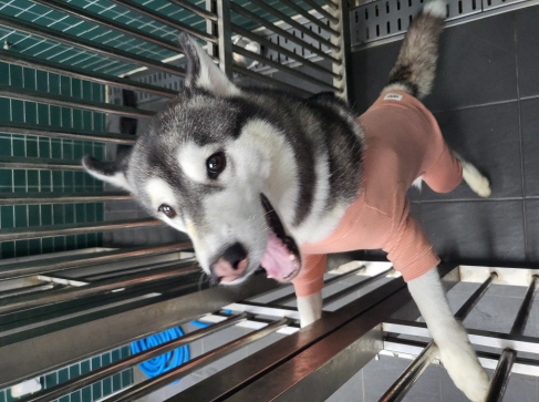 춘천시 동물보호센터_442418202301071