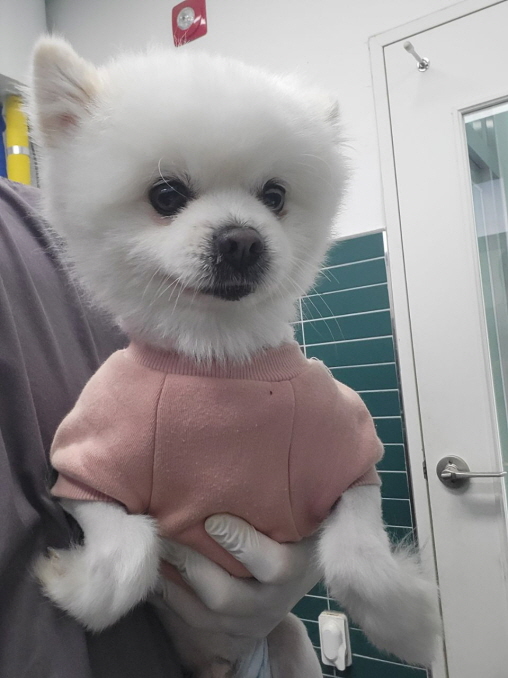 종료(반환) 스피츠…
