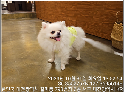 종료(반환) 포메라…