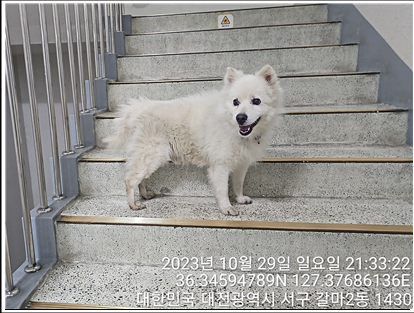 종료(반환) 사모예…