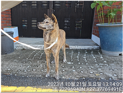 종료(반환) 진도견…