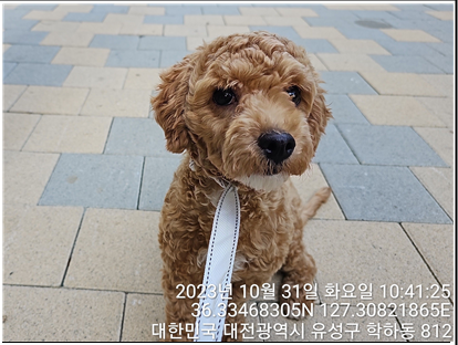 종료(입양) 푸들의…
