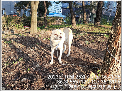 대전동물보호센터_430366202300628