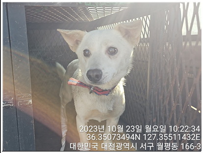 보호중 믹스견의 가…