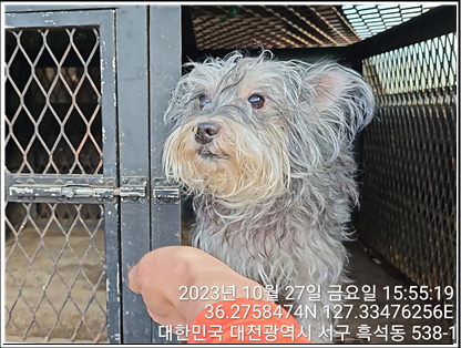 대전동물보호센터_430366202300631