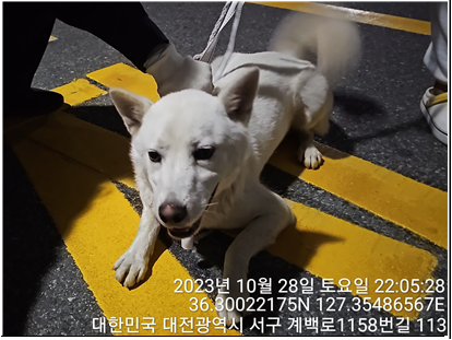대전동물보호센터_430366202300632