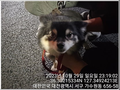 종료(반환) 포메라…