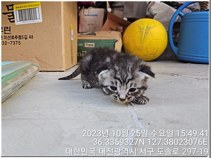 종료(입양) 한국 …