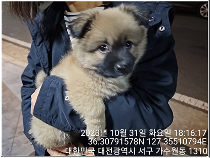 종료(입양) 믹스견…