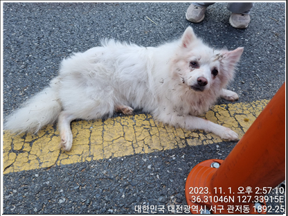 대전동물보호센터_430366202300640