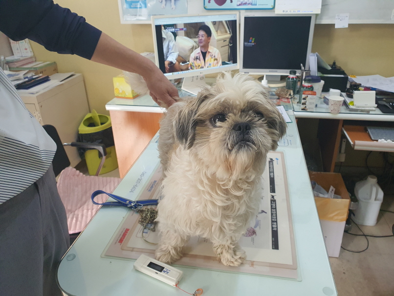 보호중 시츄의 가족…