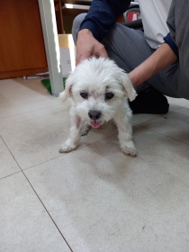 보호중 말티즈의 가…