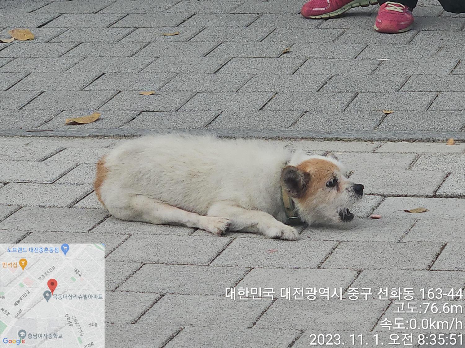 대전동물보호센터_430365202300592