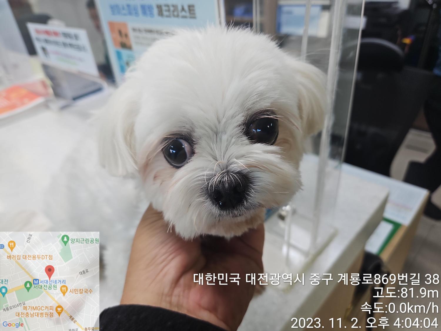 종료(반환) 말티즈…