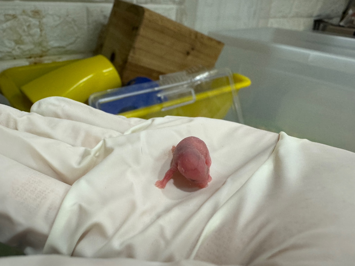종료(자연사) 팬더…