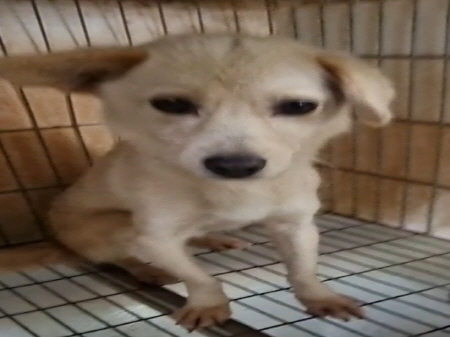 원주유기동물보호센터_442419202300664