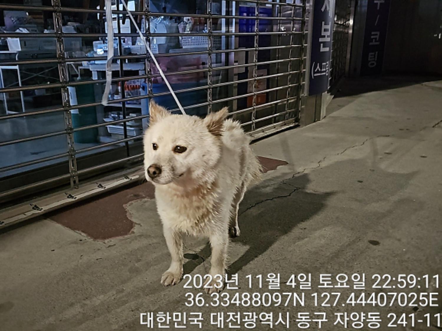 대전동물보호센터_430364202300341