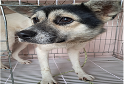 유기동물및관리협회_448535202301552