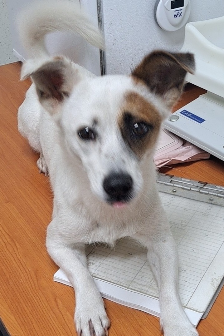수원시 동물보호센터_441374202301330