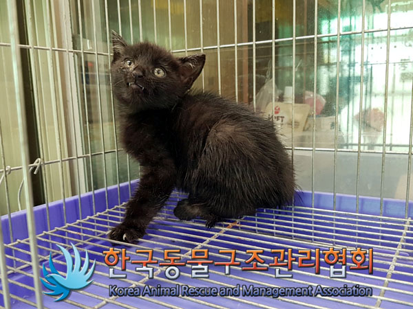 한국동물구조관리협회_411317202300369