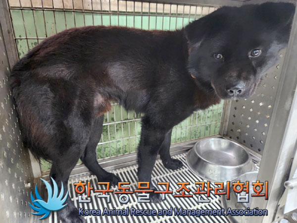 한국동물구조관리협회_441382202300848