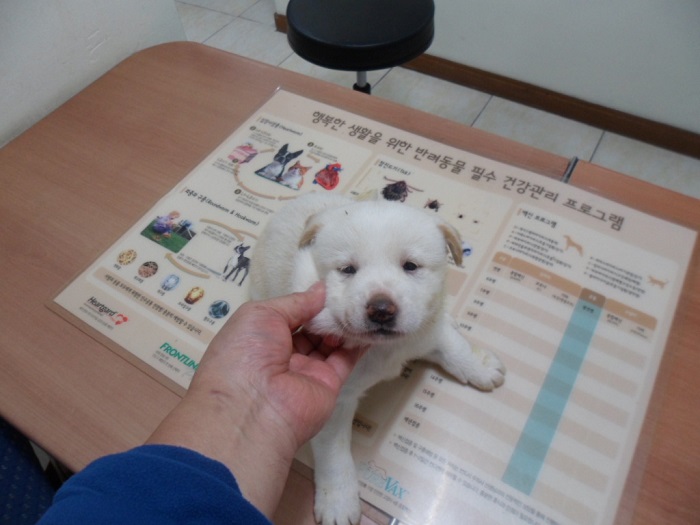 강현림동물병원_411320202300862